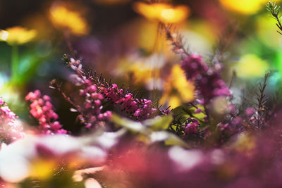 Close-up of pink flowering plant