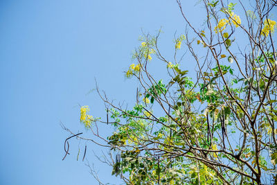 Low angle view of tree against clear blue sky