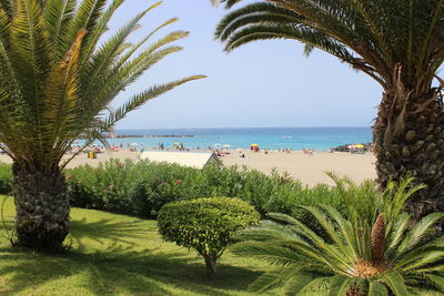 Palm trees by sea against sky