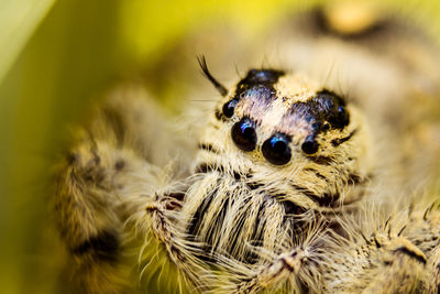 Close-up of spider