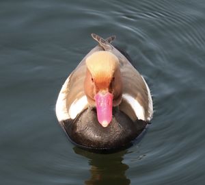 Close-up of bird in water