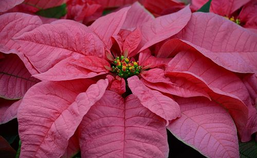 Close-up of red flowers blooming outdoors