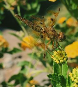 Close-up of insect on flower