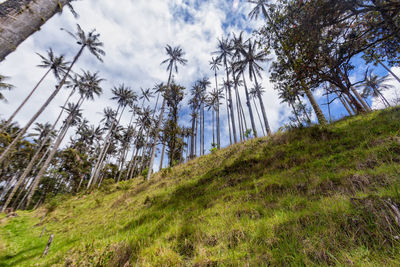 View of trees in forest