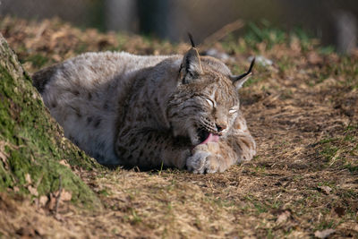 Close-up of cat on field