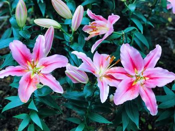 Close-up of pink flowers blooming outdoors