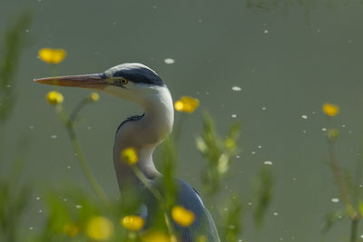 Duck in a lake