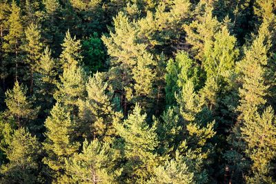 Trees in forest