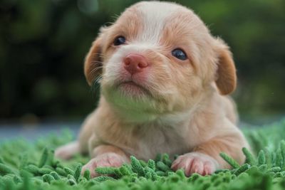 Close-up portrait of a dog