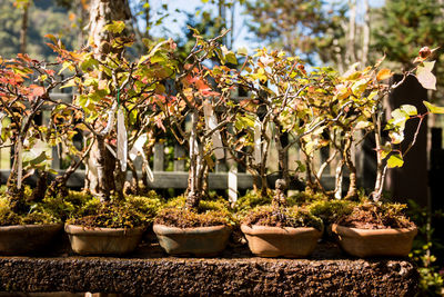 Potted plants and trees