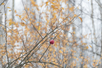 Low angle view of fruits on tree