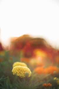 Close-up of yellow flowering plant against sky