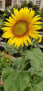 Close-up of sunflower on plant