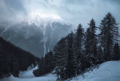 Pine trees on snow covered mountains against sky