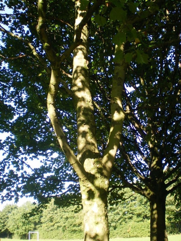 tree, branch, green color, growth, nature, leaf, low angle view, tranquility, beauty in nature, sunlight, day, outdoors, tree trunk, close-up, no people, green, scenics, plant, forest, sky