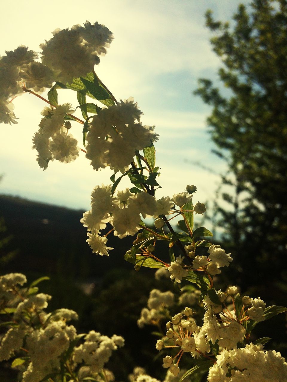 growth, flower, freshness, tree, beauty in nature, nature, leaf, fragility, branch, focus on foreground, sky, close-up, plant, petal, blossom, blooming, tranquility, low angle view, outdoors, sunlight