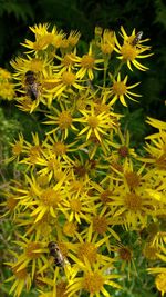 Close-up of bee on yellow flowers