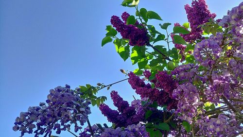 Low angle view of pink flowering plant against sky