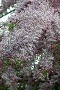 Close-up of flowers