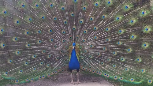 Peacock with blue umbrella