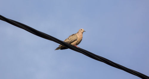 Low angle view of bird perching on cable against clear sky