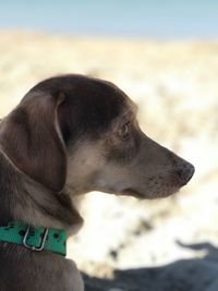 Close-up of a dog looking away