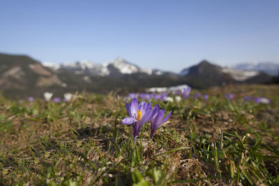 Close-up of purple crocus flowers on field