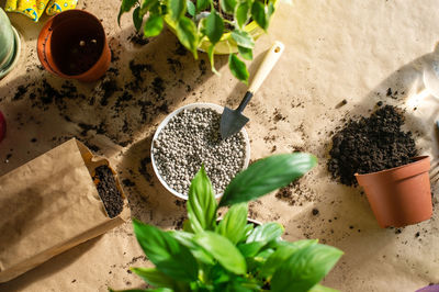 Indoor ficus plants are on the table for transplanting. a tool for transplanting. a jug of water