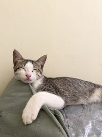 Close-up of a cat sleeping on wall