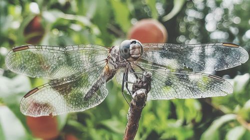 The deceptively delicate wings of a dragonfly are on full display as it perches in a peach tree.