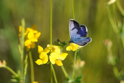 Close-up of butterfly pollinating on yellow flower