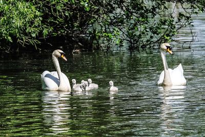 Swans swimming in lake