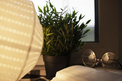 Close-up of potted plant on table