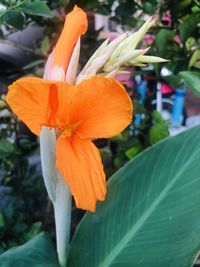 Close-up of orange flower