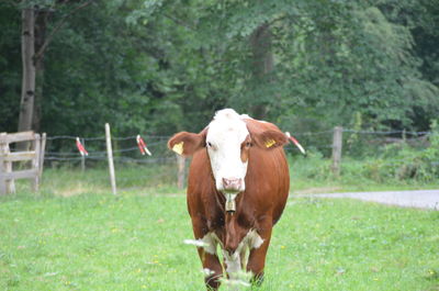 Portrait of cow standing on grassy land against trees