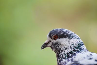 Close-up of bird perching on leaf