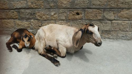 Dog sleeping outdoors