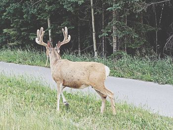 Grass on grassy field