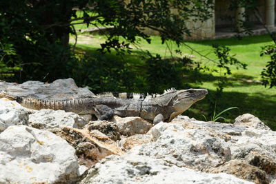 Close-up of lizard on rock