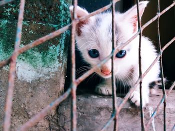 Portrait of kitten in cage