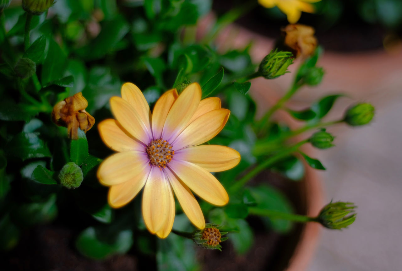 CLOSE-UP OF FLOWERING PLANT