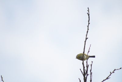 Close-up of bird perching on plant against clear sky