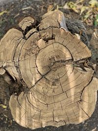 Close-up of tree stump in forest