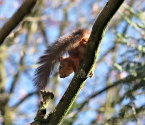 Low angle view of monkey on tree