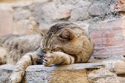 Close-up of cat resting on rock