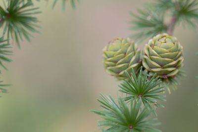 Close-up of succulent plant