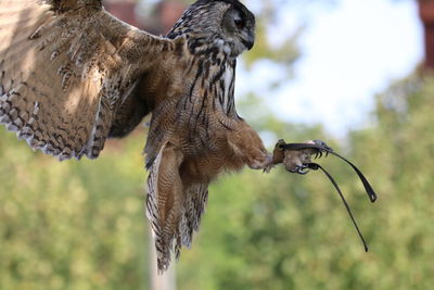 Close-up of a bird