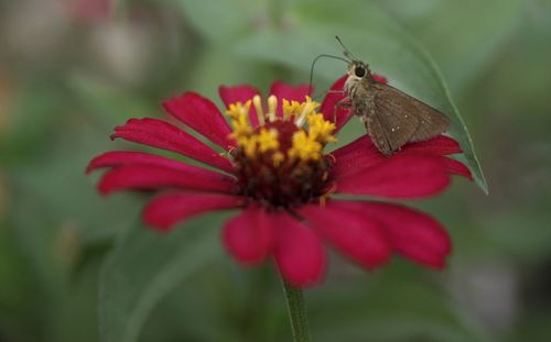 Close-up of butterfly pollinating on flower