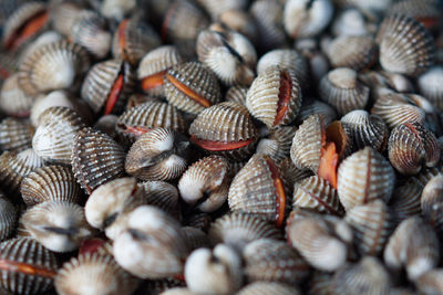 Full frame shot of seashells