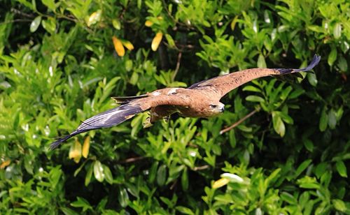 Close-up of eagle flying by plants